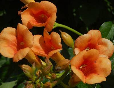 CAMPSIS RADICANS INDIAN SUMMER