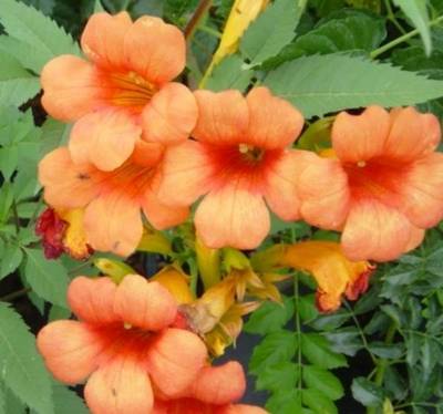 CAMPSIS X TAGLIABMME GALEN