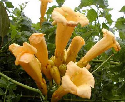 CAMPSIS YELLOW TRUMPET