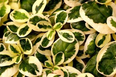 COPROSMA KIRKII VARIEGATA