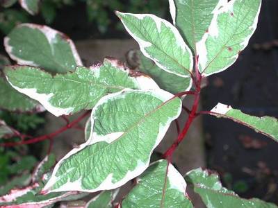CORNUS ALBA ELEGANTISSIMA