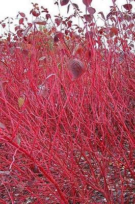 CORNUS ALBA SIBIRICA