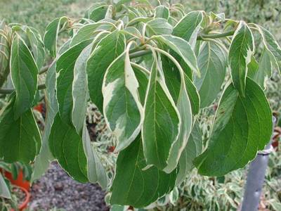 CORNUS CONTROVERSA ALTERNIFOLIA