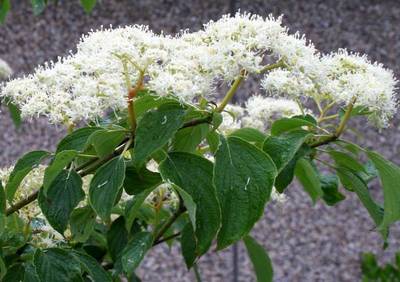 CORNUS CONTROVERSA PAGODA