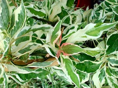 CORNUS CONTROVERSA VARIEGATA