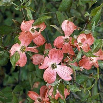 CORNUS FLORIDA CHEROKEE CHIEF
