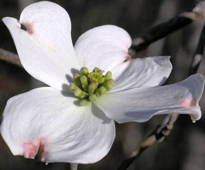 CORNUS FLORIDA CLOUD NINE