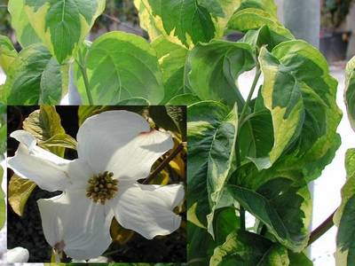 CORNUS FLORIDA RAINBOW