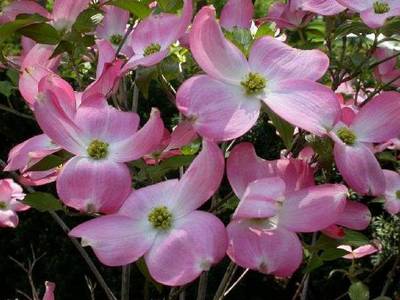 CORNUS FLORIDA RUBRA