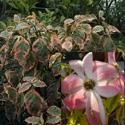 CORNUS FLORIDA SUNSET