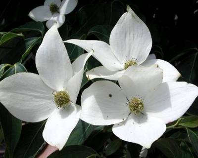 CORNUS KOUSA MILKY WAY