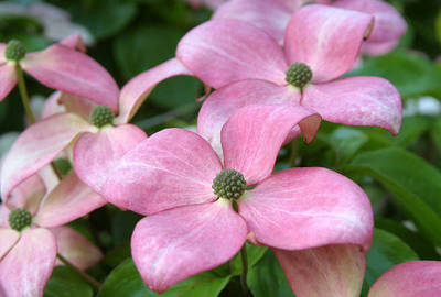 CORNUS KOUSA SATOMI