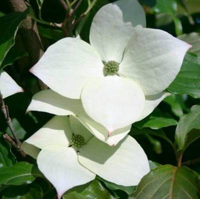 CORNUS KOUSA SCHMETTERLING