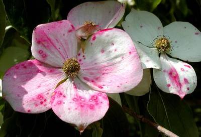 CORNUS KOUSA TEUTONIA