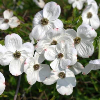 CORNUS NUTTALLII EDDIES WHITE WONDER