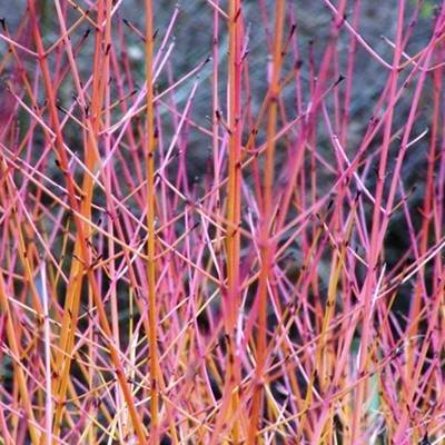 CORNUS SANGUINEA MIDWINTER FIRE
