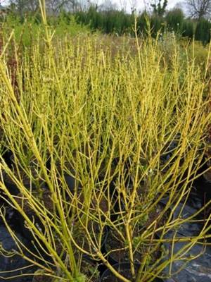 CORNUS STOLONIFFLAVIRAMEA