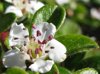 COTONEASTER CORAL BEAUTY