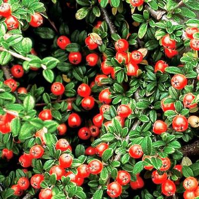 COTONEASTER DAMMRADICANS