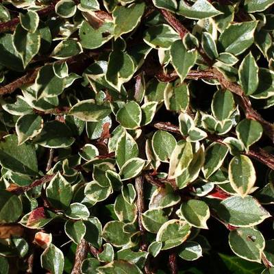 COTONEASTER HORIZONTALIS VARIEGATUS