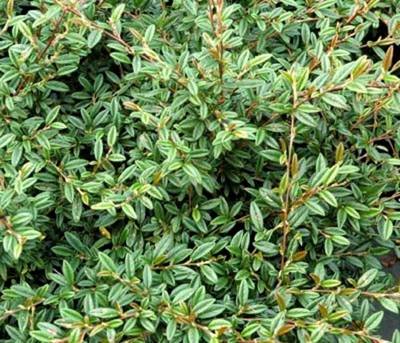 COTONEASTER SALICIFOLIUS REPENS