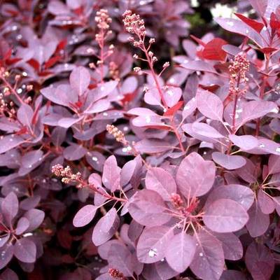 COTINUS COGGYGRIA ROYAL PURPLE