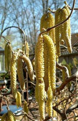 CORYLUS AVELLANA CONTORTA