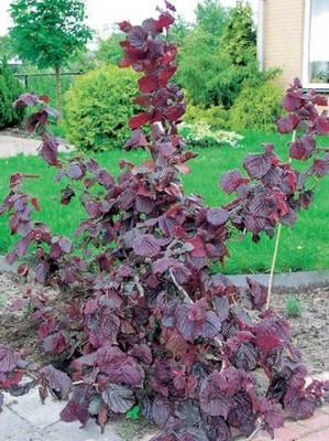 CORYLUS AVELLANA RED MAJESTIC
