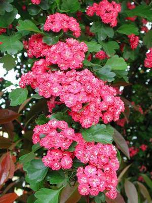 CRATAEGUS LAEVIGATA PAULS SCARLET