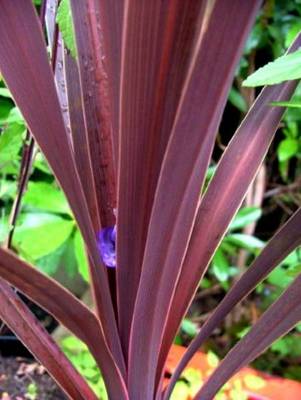 CORDYLINE PURPLE TOWER
