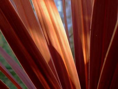 CORDYLINE RED STAR