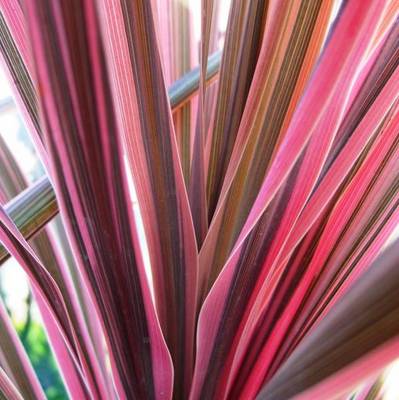 CORDYLINE SOUTHERN SPLENDOUR