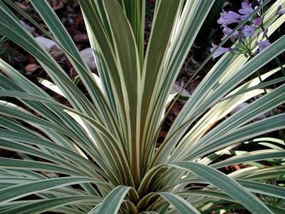 CORDYLINE TORBAY DAZZLER