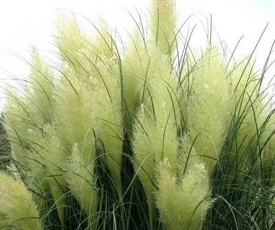 CORTADERIA SELLOANA ARGENTEA