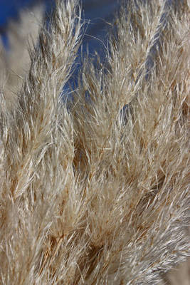 CORTADERIA SELLOANA PUMILA