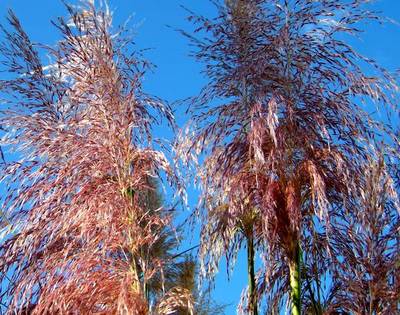 CORTADERIA SELLOANA ROSEA