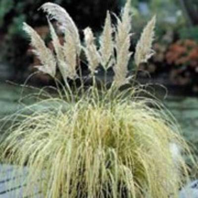 CORTADERIA SELLOANA SPLENDID STAR