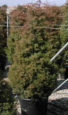 CRYPTOMERIA JAPONICA ELEGANS