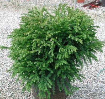 CRYPTOMERIA JAPGLOBOSA NANA