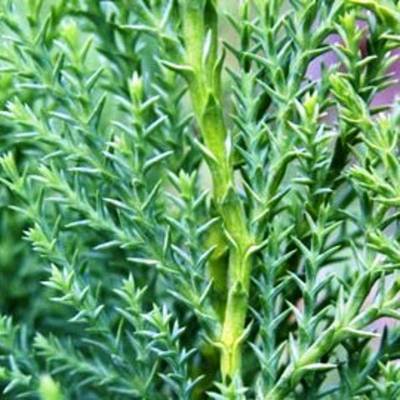 CUPRESSOCYPARIS LEYLANDII BLUE JEANS