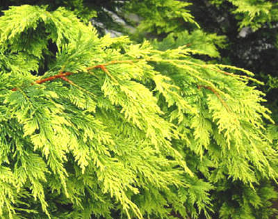 CUPRESSOCYPARIS LEYLANDII GOLD RIDER