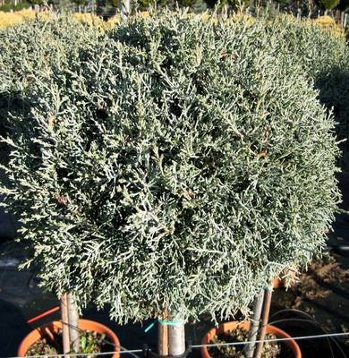CUPRESSUS ARIZFASTIGGLAUCA