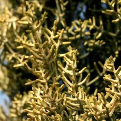 CUPRESSUS ARIZFASTIGAUREA