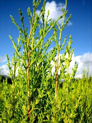 CUPRESSUS MACROCGOLDCREST