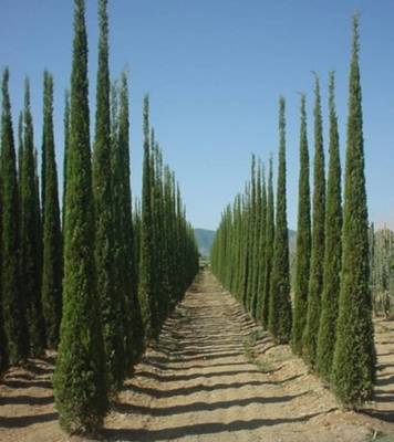 CUPRESSUS SEMPERVIRENS CLONE BOLGHERI