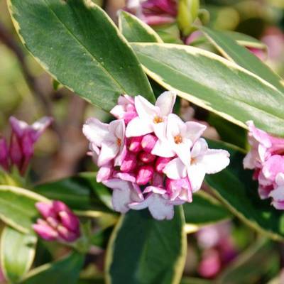 DAPHNE ODORA AUREOMARGINATA