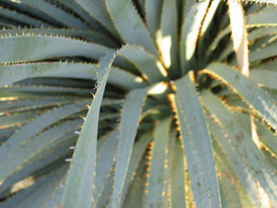 DASYLIRION WHEELERI