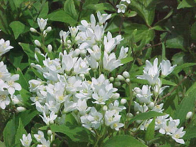 DEUTZIA CRENATA NIKKO