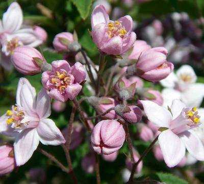 DEUTZIA MONT ROSE