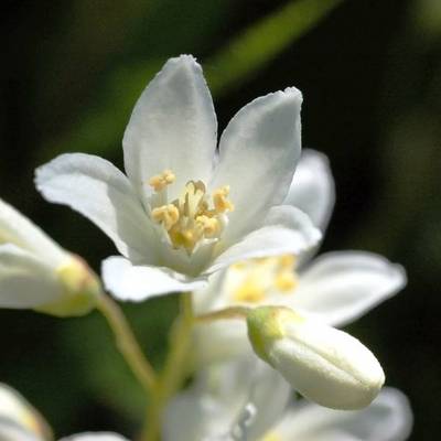 DEUTZIA NANA GRACILIS